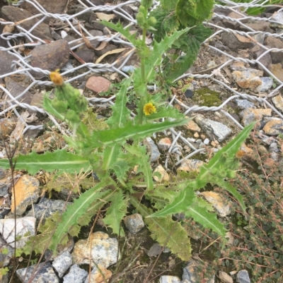 Sonchus asper (Prickly Sowthistle) at Long Beach, NSW - 23 Jan 2022 by natureguy