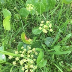 Hydrocotyle bonariensis (Pennywort) at Long Beach, NSW - 23 Jan 2022 by natureguy