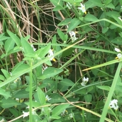 Solanum chenopodioides (Whitetip Nightshade) at Long Beach, NSW - 23 Jan 2022 by natureguy