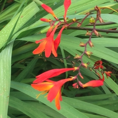 Crocosmia x crocosmiiflora (Montbretia) at Long Beach, NSW - 23 Jan 2022 by natureguy