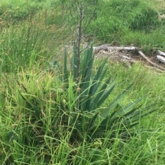 Yucca aloifolia (Spanish Bayonet) at Long Beach, NSW - 23 Jan 2022 by natureguy