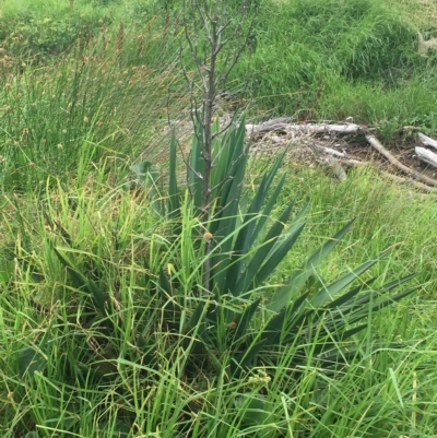 Yucca aloifolia (Spanish Bayonet) at Long Beach, NSW - 22 Jan 2022 by natureguy