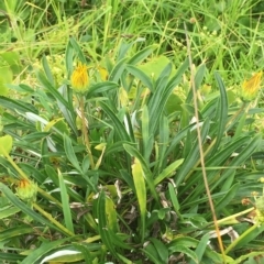 Gazania x splendens (Gazania) at Long Beach, NSW - 22 Jan 2022 by natureguy