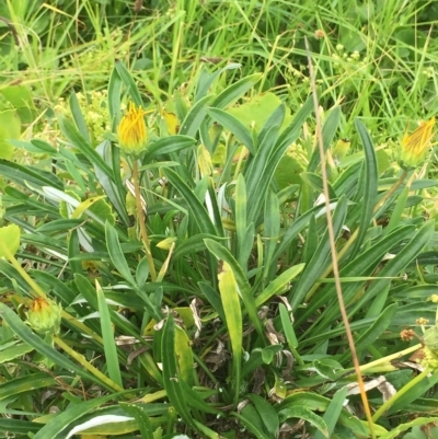 Gazania x splendens (Gazania) at Long Beach, NSW - 23 Jan 2022 by natureguy