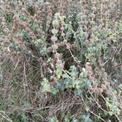 Marrubium vulgare at Rendezvous Creek, ACT - 15 Apr 2023