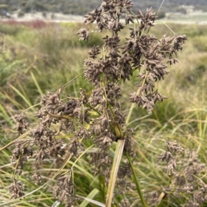 Scirpus polystachyus at Rendezvous Creek, ACT - 15 Apr 2023