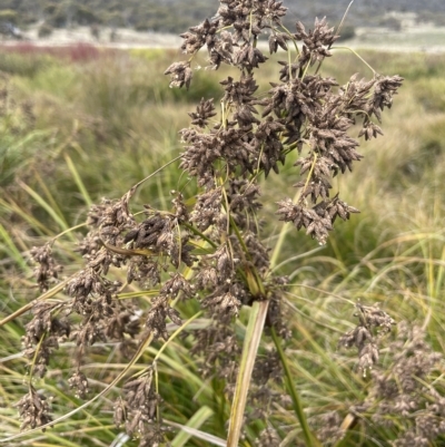 Scirpus polystachyus (Large-head Club-rush) at Namadgi National Park - 15 Apr 2023 by JaneR