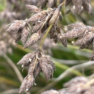 Scirpus polystachyus at Rendezvous Creek, ACT - 15 Apr 2023