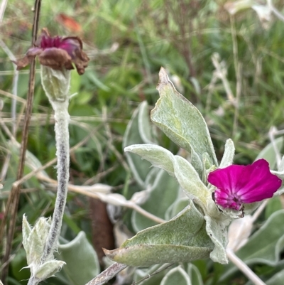 Silene coronaria (Rose Campion) at Namadgi National Park - 15 Apr 2023 by JaneR