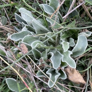 Silene coronaria at Rendezvous Creek, ACT - 15 Apr 2023