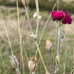 Silene coronaria at Rendezvous Creek, ACT - 15 Apr 2023