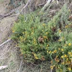 Chrysocephalum semipapposum at Rendezvous Creek, ACT - 15 Apr 2023