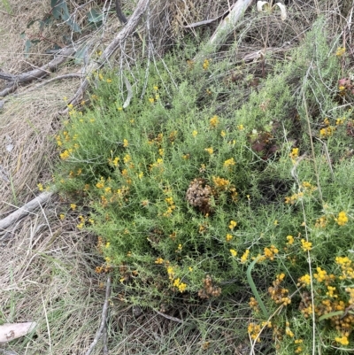 Chrysocephalum semipapposum (Clustered Everlasting) at Namadgi National Park - 15 Apr 2023 by JaneR