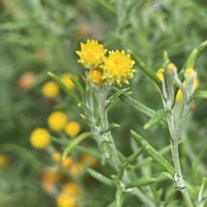 Chrysocephalum semipapposum at Rendezvous Creek, ACT - 15 Apr 2023