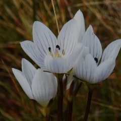 Gentianella muelleriana subsp. jingerensis (Mueller's Snow-gentian) at Cotter River, ACT - 14 Apr 2023 by JohnBundock