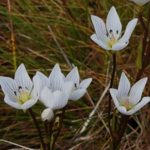 Gentianella muelleriana subsp. jingerensis at Cotter River, ACT - 14 Apr 2023