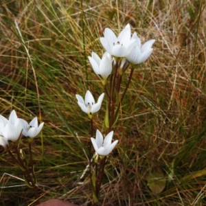 Gentianella muelleriana subsp. jingerensis at Cotter River, ACT - 14 Apr 2023