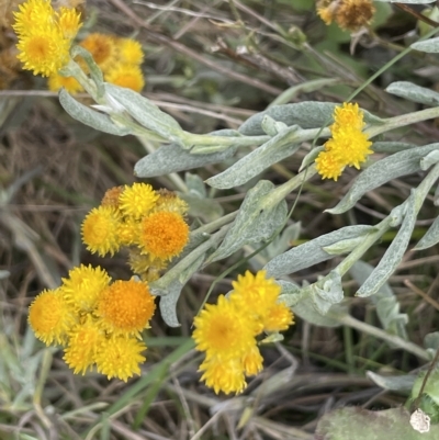 Chrysocephalum apiculatum (Common Everlasting) at Rendezvous Creek, ACT - 15 Apr 2023 by JaneR