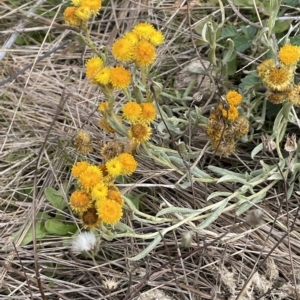 Chrysocephalum apiculatum at Rendezvous Creek, ACT - 15 Apr 2023