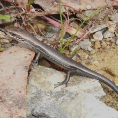 Pseudemoia entrecasteauxii (Woodland Tussock-skink) at Cotter River, ACT - 14 Apr 2023 by JohnBundock