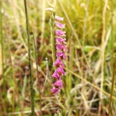 Spiranthes australis (Austral Ladies Tresses) at Namadgi National Park - 14 Apr 2023 by JohnBundock