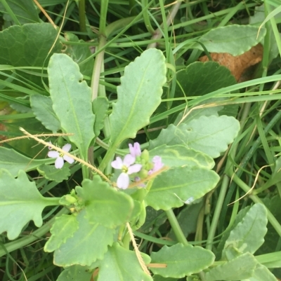 Cakile maritima (Sea Rocket) at Long Beach, NSW - 22 Jan 2022 by natureguy