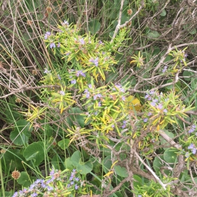 Rosmarinus officinalis (Rosemary) at Long Beach, NSW - 23 Jan 2022 by natureguy