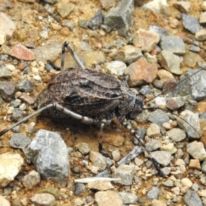 Acripeza reticulata at Cotter River, ACT - 14 Apr 2023 03:47 PM