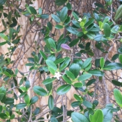 Alyxia buxifolia (Sea Box) at Long Beach, NSW - 23 Jan 2022 by natureguy