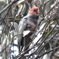 Callocephalon fimbriatum (Gang-gang Cockatoo) at Cotter River, ACT - 14 Apr 2023 by JohnBundock