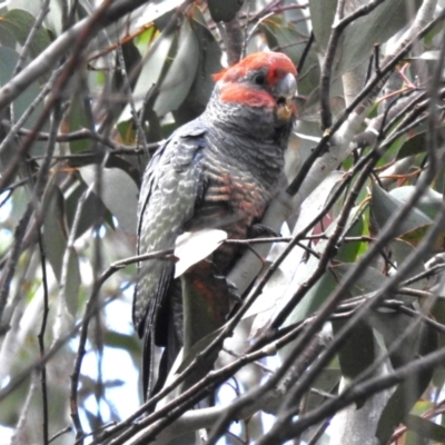 Callocephalon fimbriatum (Gang-gang Cockatoo) at Namadgi National Park - 14 Apr 2023 by JohnBundock