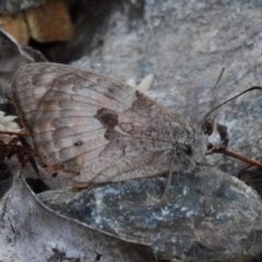 Geitoneura klugii (Marbled Xenica) at Cotter River, ACT - 14 Apr 2023 by JohnBundock