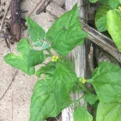 Tetragonia tetragonoides (Native Spinach, New Zealand Spinach) at Long Beach, NSW - 22 Jan 2022 by natureguy