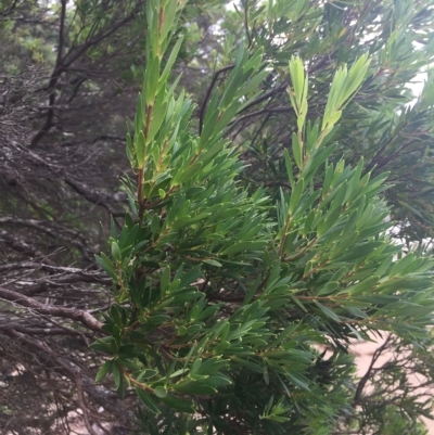 Leucopogon parviflorus (Coast Beard Heath) at Long Beach, NSW - 23 Jan 2022 by natureguy