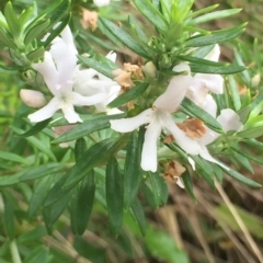 Westringia fruticosa (Native Rosemary) at Long Beach, NSW - 22 Jan 2022 by natureguy