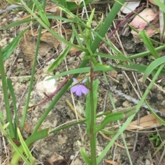 Scaevola ramosissima (Hairy Fan-flower) at Long Beach, NSW - 22 Jan 2022 by natureguy