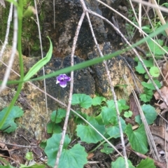 Viola banksii (Native Violet) at Long Beach, NSW - 22 Jan 2022 by natureguy