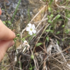 Samolus repens (Creeping Brookweed) at Long Beach, NSW - 23 Jan 2022 by natureguy