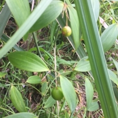 Eustrephus latifolius (Wombat Berry) at Long Beach, NSW - 23 Jan 2022 by natureguy