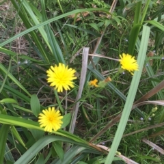 Hypochaeris radicata (Cat's Ear, Flatweed) at Long Beach, NSW - 23 Jan 2022 by natureguy
