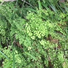 Adiantum aethiopicum (Common Maidenhair Fern) at Long Beach, NSW - 22 Jan 2022 by natureguy