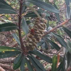 Banksia integrifolia subsp. integrifolia (Coast Banksia) at Long Beach, NSW - 22 Jan 2022 by natureguy