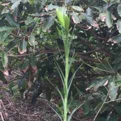 Lilium formosanum (Taiwan Lily, Tiger Lily) at Long Beach, NSW - 22 Jan 2022 by natureguy