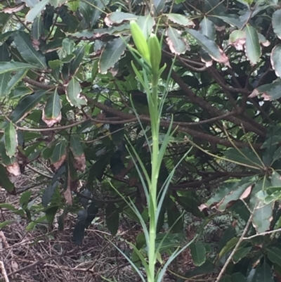 Lilium formosanum (Taiwan Lily, Tiger Lily) at Long Beach, NSW - 22 Jan 2022 by natureguy