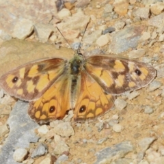 Heteronympha penelope (Shouldered Brown) at Bimberi Nature Reserve - 14 Apr 2023 by JohnBundock