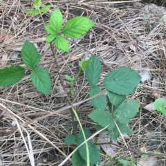 Rubus anglocandicans (Blackberry) at Long Beach, NSW - 23 Jan 2022 by natureguy