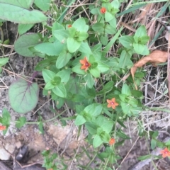 Lysimachia arvensis (Scarlet Pimpernel) at Long Beach, NSW - 22 Jan 2022 by natureguy