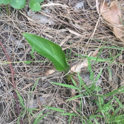 Zantedeschia aethiopica (Arum Lily) at Long Beach, NSW - 23 Jan 2022 by natureguy