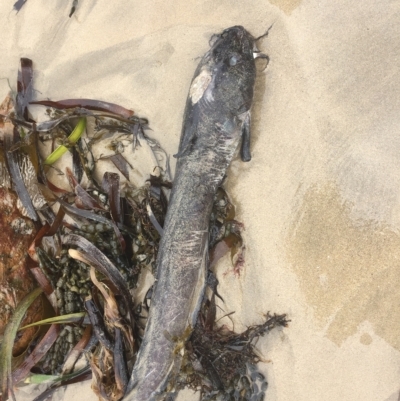Unverified Marine Fish Uncategorised at Long Beach, NSW - 23 Jan 2022 by natureguy