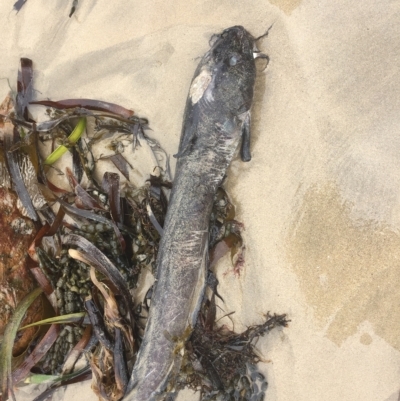 Unidentified Marine Fish Uncategorised at Long Beach, NSW - 23 Jan 2022 by natureguy